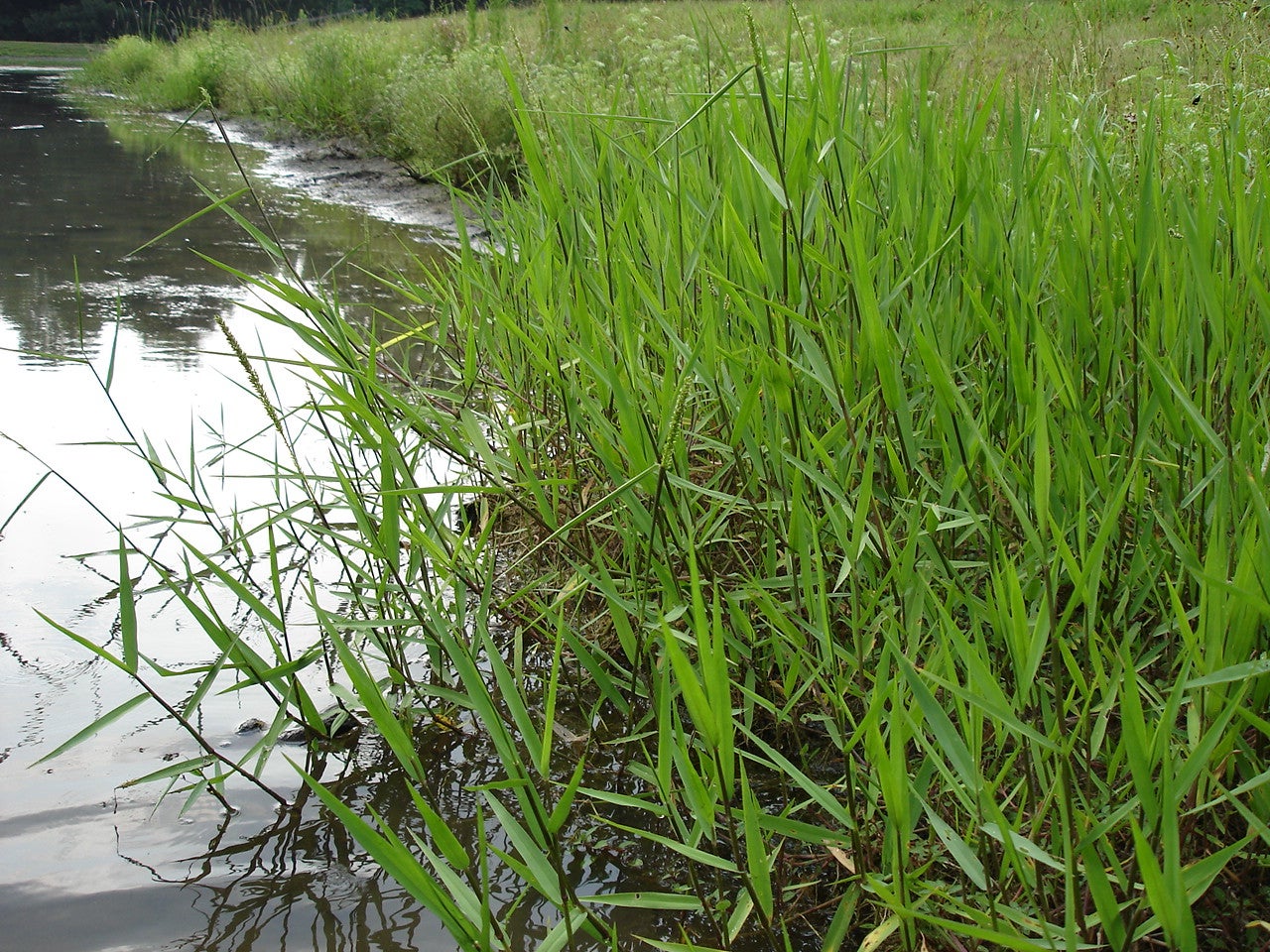 Emergent Aquatic Plants Outdoor Alabama